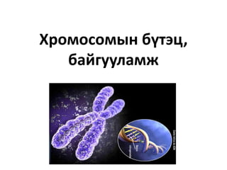 Хромосомын бүтэц,
байгууламж
 