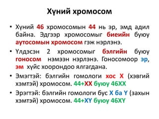 Chromosome | PPT