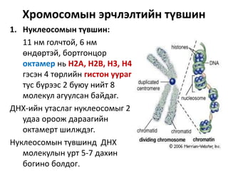Chromosome | PPT
