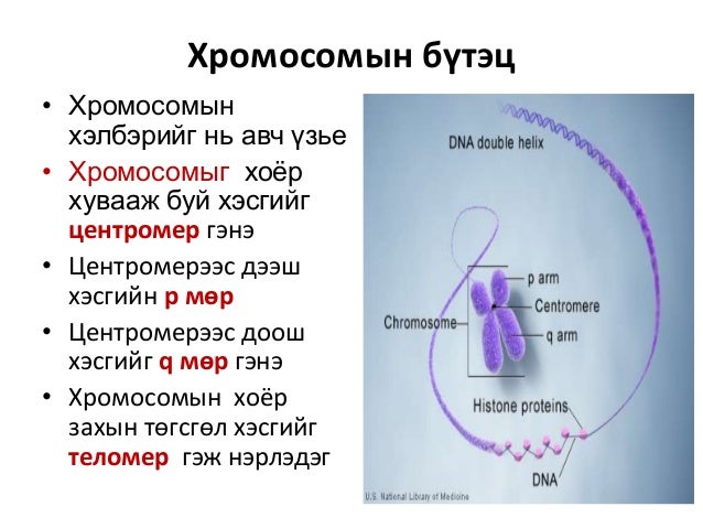 Chromosome