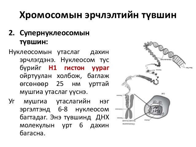 Chromosome