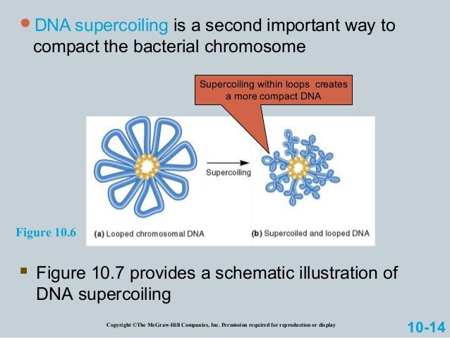 chromatin crossover definition genetics chromatin crossover definition genetics