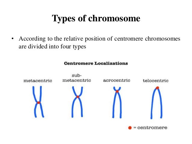 50 chromosome. Chromosome structure. Types of chromosomes. Центромеры хромосом. Бренд хромосома.