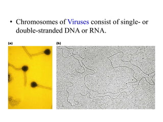 • Chromosomes of Viruses consist of single- or
double-stranded DNA or RNA.
 
