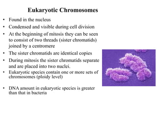 Eukaryotic Chromosomes
• Found in the nucleus
• Condensed and visible during cell division
• At the beginning of mitosis they can be seen
to consist of two threads (sister chromatids)
joined by a centromere
• The sister chromatids are identical copies
• During mitosis the sister chromatids separate
and are placed into two nuclei.
• Eukaryotic species contain one or more sets of
chromosomes (ploidy level)
• DNA amount in eukaryotic species is greater
than that in bacteria
 