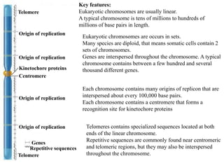 Centromere
Kinetochore proteins
Origin of replication
Origin of replication
Origin of replication
Origin of replication
Telomere
Telomere
Genes
Repetitive sequences
Key features:
Eukaryotic chromosomes are usually linear.
A typical chromosome is tens of millions to hundreds of
millions of base pairs in length.
Eukaryotic chromosomes are occurs in sets.
Many species are diploid, that means somatic cells contain 2
sets of chromosomes.
Genes are interspersed throughout the chromosome. A typical
chromosome contains between a few hundred and several
thousand different genes.
Each chromosome contains many origins of replicon that are
interspersed about every 100,000 base pairs.
Each chromosome contains a centromere that forms a
recognition site for kinetochore proteins
Telomeres contains specialized sequences located at both
ends of the linear chromosome.
Repetitive sequences are commonly found near centromeric
and telomeric regions, but they may also be interspersed
throughout the chromosome.
 