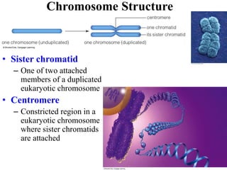 Chromosome Structure
• Sister chromatid
– One of two attached
members of a duplicated
eukaryotic chromosome
• Centromere
– Constricted region in a
eukaryotic chromosome
where sister chromatids
are attached
 