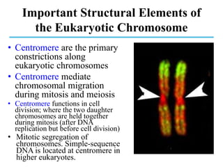 Important Structural Elements of
the Eukaryotic Chromosome
• Centromere are the primary
constrictions along
eukaryotic chromosomes
• Centromere mediate
chromosomal migration
during mitosis and meiosis
• Centromere functions in cell
division; where the two daughter
chromosomes are held together
during mitosis (after DNA
replication but before cell division)
• Mitotic segregation of
chromosomes. Simple-sequence
DNA is located at centromere in
higher eukaryotes.
 