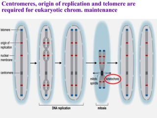 Centromeres, origin of replication and telomere are
required for eukaryotic chrom. maintenance
 