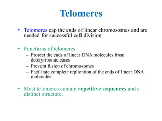 Telomeres
• Telomeres cap the ends of linear chromosomes and are
needed for successful cell division
• Functions of telomeres
– Protect the ends of linear DNA molecules from
deoxyribonucleases
– Prevent fusion of chromosomes
– Facilitate complete replication of the ends of linear DNA
molecules
• Most telomeres contain repetitive sequences and a
distinct structure.
 