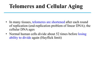 Telomeres and Cellular Aging
• In many tissues, telomeres are shortened after each round
of replication (end-replication problem of linear DNA); the
cellular DNA ages
• Normal human cells divide about 52 times before losing
ability to divide again (Hayflick limit)
 