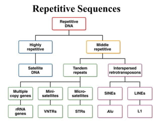 Repetitive Sequences
 