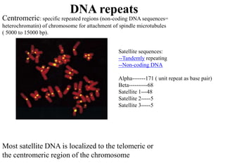 DNA repeats
Centromeric: specific repeated regions (non-coding DNA sequences=
heterochromatin) of chromosome for attachment of spindle microtubules
( 5000 to 15000 bp).
Satellite sequences:
--Tandemly repeating
--Non-coding DNA
Alpha-------171 ( unit repeat as base pair)
Beta----------68
Satellite 1---48
Satellite 2-----5
Satellite 3-----5
Most satellite DNA is localized to the telomeric or
the centromeric region of the chromosome
 