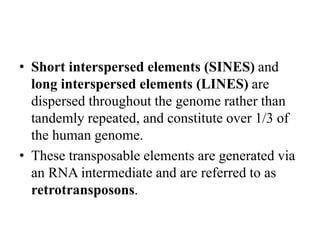 • Short interspersed elements (SINES) and
long interspersed elements (LINES) are
dispersed throughout the genome rather than
tandemly repeated, and constitute over 1/3 of
the human genome.
• These transposable elements are generated via
an RNA intermediate and are referred to as
retrotransposons.
 