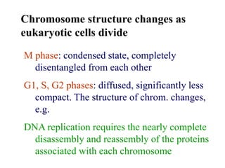 M phase: condensed state, completely
disentangled from each other
G1, S, G2 phases: diffused, significantly less
compact. The structure of chrom. changes,
e.g.
DNA replication requires the nearly complete
disassembly and reassembly of the proteins
associated with each chromosome
Chromosome structure changes as
eukaryotic cells divide
 