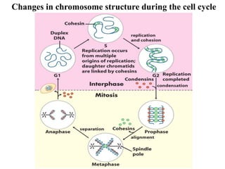 Changes in chromosome structure during the cell cycle
 