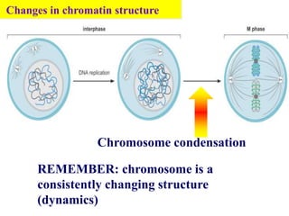 Chromosome condensation
Changes in chromatin structure
REMEMBER: chromosome is a
consistently changing structure
(dynamics)
 