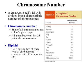 Chromosome Number
• A eukaryotic cell’s DNA is
divided into a characteristic
number of chromosomes
• Chromosome number
– Sum of all chromosomes in a
cell of a given type
– A human body cell has 23
pairs of chromosomes
• Diploid
– Cells having two of each
type of chromosome
characteristic of the species
(2n)
 