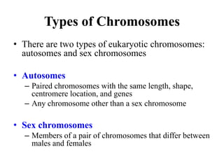 Types of Chromosomes
• There are two types of eukaryotic chromosomes:
autosomes and sex chromosomes
• Autosomes
– Paired chromosomes with the same length, shape,
centromere location, and genes
– Any chromosome other than a sex chromosome
• Sex chromosomes
– Members of a pair of chromosomes that differ between
males and females
 