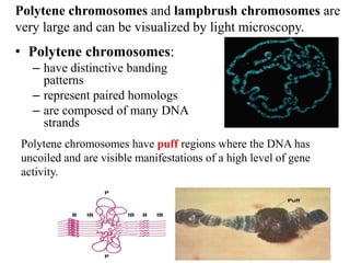 • Polytene chromosomes:
– have distinctive banding
patterns
– represent paired homologs
– are composed of many DNA
strands
Polytene chromosomes and lampbrush chromosomes are
very large and can be visualized by light microscopy.
Polytene chromosomes have puff regions where the DNA has
uncoiled and are visible manifestations of a high level of gene
activity.
 