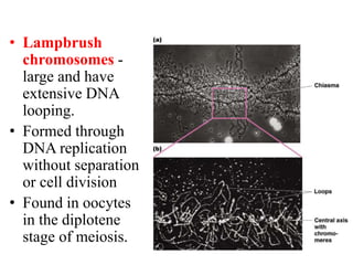 • Lampbrush
chromosomes -
large and have
extensive DNA
looping.
• Formed through
DNA replication
without separation
or cell division
• Found in oocytes
in the diplotene
stage of meiosis.
 