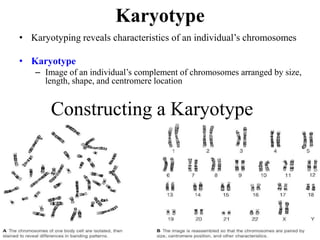 Karyotype
• Karyotyping reveals characteristics of an individual’s chromosomes
• Karyotype
– Image of an individual’s complement of chromosomes arranged by size,
length, shape, and centromere location
Constructing a Karyotype
 