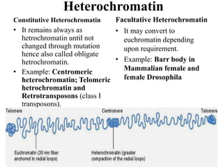 Heterochromatin
Constitutive Heterochromatin
• It remains always as
hetrochromatin until not
changed through mutation
hence also called obligate
hetrochromatin.
• Example: Centromeric
heterochromatin; Telomeric
hetrochromatin and
Retrotransposons (class I
transposons).
Facultative Heterochromatin
• It may convert to
euchromatin depending
upon requirement.
• Example: Barr body in
Mammalian female and
female Drosophila
 