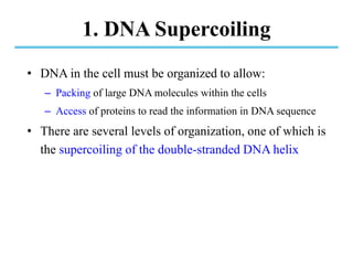 1. DNA Supercoiling
• DNA in the cell must be organized to allow:
– Packing of large DNA molecules within the cells
– Access of proteins to read the information in DNA sequence
• There are several levels of organization, one of which is
the supercoiling of the double-stranded DNA helix
 