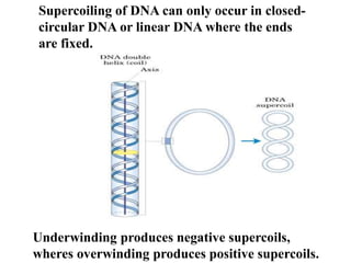 Supercoiling of DNA can only occur in closed-
circular DNA or linear DNA where the ends
are fixed.
Underwinding produces negative supercoils,
wheres overwinding produces positive supercoils.
 