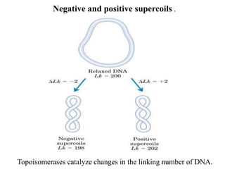 Negative and positive supercoils .
Topoisomerases catalyze changes in the linking number of DNA.
 
