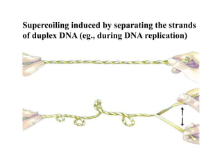 Supercoiling induced by separating the strands
of duplex DNA (eg., during DNA replication)
 