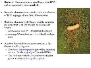 • Bacterial chromosomes are double-stranded DNA
and are compacted into a nucleoid.
• Bacterial chromosomes contain circular molecules
of DNA segregated into 50 to 100 domains.
• Bacterial chromosomal DNA is usually a circular
molecule that is of few million nucleotides in
length
– Escherichia coli  ~ 4.6 million base pairs
– Haemophilus influenzae  ~ 1.8 million base
pairs
• A typical bacterial chromosome contains a few
thousand different genes
– Structural gene sequences (encoding proteins)
account for the majority of bacterial DNA
– The non-transcribed DNA between adjacent
genes are termed intergenic regions
 