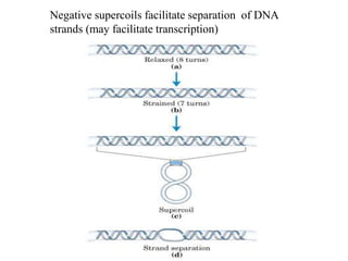 Negative supercoils facilitate separation of DNA
strands (may facilitate transcription)
 