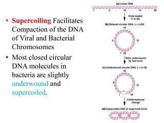 • Supercoiling Facilitates
Compaction of the DNA
of Viral and Bacterial
Chromosomes
• Most closed circular
DNA molecules in
bacteria are slightly
underwound and
supercoiled.
 