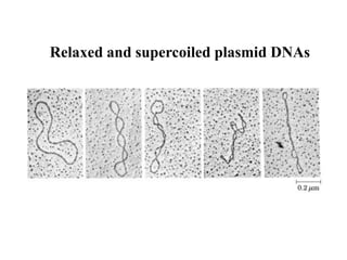 Relaxed and supercoiled plasmid DNAs
 