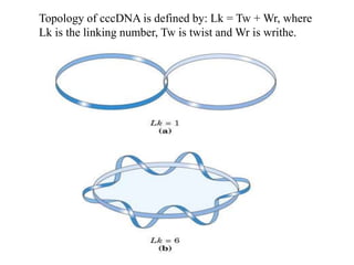 Topology of cccDNA is defined by: Lk = Tw + Wr, where
Lk is the linking number, Tw is twist and Wr is writhe.
 