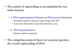 • The control of supercoiling is accomplished by two
main enzymes
– 1. DNA topoisomerase II (known as DNA gyrase in bacteria)
• Introduces negative supercoils using energy from ATP
• It can also relax positive supercoils when they occur
– 2. DNA topoisomerase I
• Relaxes negative supercoils
• The competing action of these two enzymes governs
the overall supercoiling of DNA
 