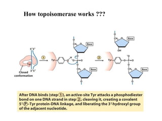 How topoisomerase works ???
 