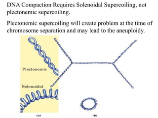DNA Compaction Requires Solenoidal Supercoiling, not
plectonemic supercoiling.
Plectonemic supercoiling will create problem at the time of
chromosome separation and may lead to the aneuploidy.
 
