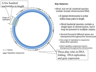 A few hundred
nucleotides in length
These play roles in DNA
folding, DNA replication,
and gene expression
 