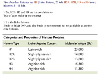 Five abundant histones are H1 (linker histone, 20 kd), H2A, H2B, H3 and H4 (core
histones, 11-15 kd).
H2A, H2B, H3 and H4 are the core histones
Two of each make up the octamer
H1 is the linker histone
Binds to linker DNA and also binds to nucleosomes but not as tightly as are the
core histones.
 