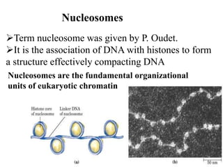 Term nucleosome was given by P. Oudet.
It is the association of DNA with histones to form
a structure effectively compacting DNA
Nucleosomes are the fundamental organizational
units of eukaryotic chromatin
Nucleosomes
 