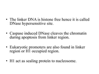 • The linker DNA is histone free hence it is called
DNase hypersensitive site.
• Caspase induced DNase cleaves the chromatin
during apoptosis from linker region.
• Eukaryotic promoters are also found in linker
region or H1 occupied region.
• H1 act as sealing protein to nucleosome.
 