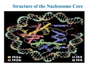 Structure of the Nucleosome Core
 