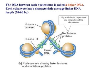 Play a role in the organization
and compaction of the
chromosome
The DNA between each nucleosome is called a linker DNA.
Each eukaryote has a characteristic average linker DNA
length (20-60 bp)
 