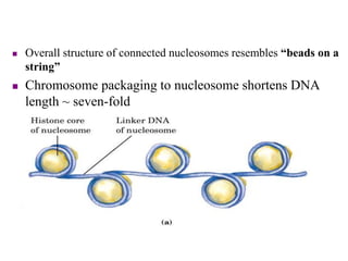  Overall structure of connected nucleosomes resembles “beads on a
string”
 Chromosome packaging to nucleosome shortens DNA
length ~ seven-fold
 