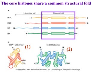 The core histones share a common structural fold
(1)
(2)
 