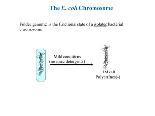 The E. coli Chromosome
Folded genome: is the functional state of a isolated bacterial
chromosome
Mild conditions
(no ionic detergents)
1M salt
Polyamines(-)
 