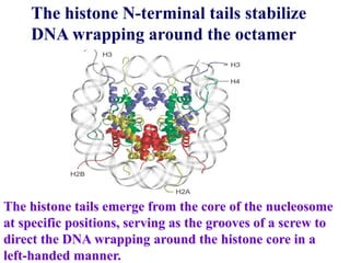The histone N-terminal tails stabilize
DNA wrapping around the octamer
The histone tails emerge from the core of the nucleosome
at specific positions, serving as the grooves of a screw to
direct the DNA wrapping around the histone core in a
left-handed manner.
 