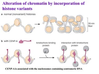 Alteration of chromatin by incorporation of
histone variants
CENP-A is associated with the nucleosomes containing centromeric DNA
 